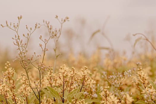 Wild Grass flower, close up soft focus a little wild flowers grass in sunrise and sunset background warm vintage tone.