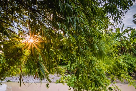 Sunrays through branches of trees on lake in early summer morning.
