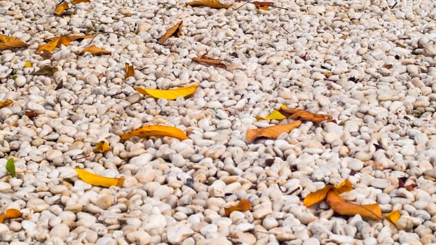 White pebbles stone texture and background, dry leaves on ground .nature Zen idea concept background