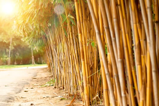 Bamboo forest and morning sunlight. abstract nature plant agriculture background.