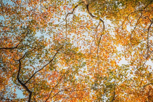maple branch tree turn in yellow orange, red on sky background in autumn season. maple orange leaves in season