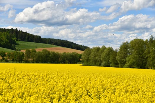yellow flowering rapeseed field in the Rhön