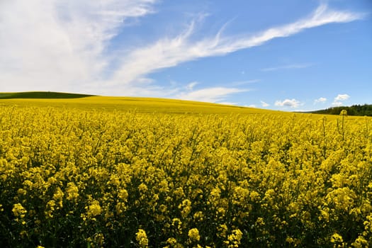 yellow flowering rapeseed field in the Rhön