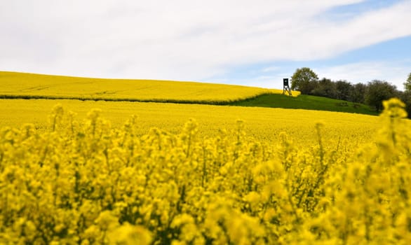 yellow flowering rapeseed field in the Rhön