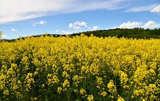 yellow flowering rapeseed field in the Rhön