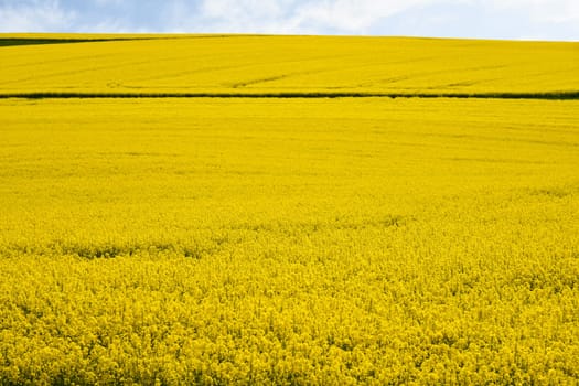 yellow flowering rapeseed field in the Rhön