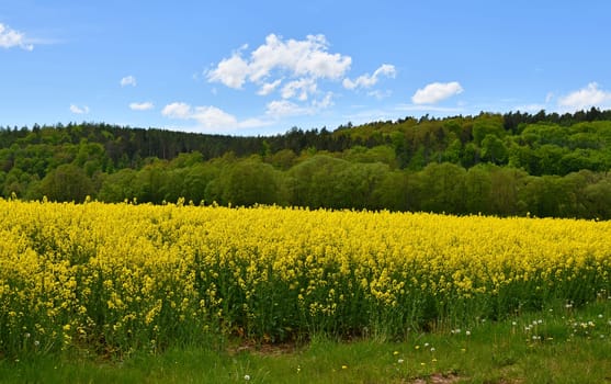yellow flowering rapeseed field in the Rhön