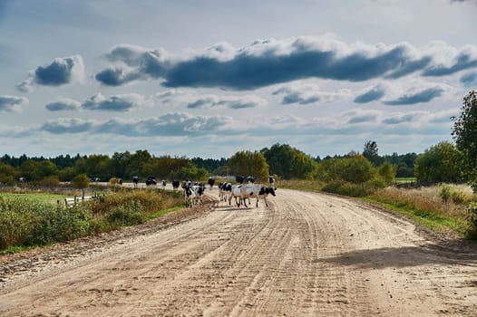 Cows cross the road in the countryside. High quality photo