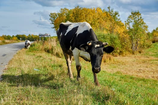 A cow grazing in a meadow during the day. High quality photo