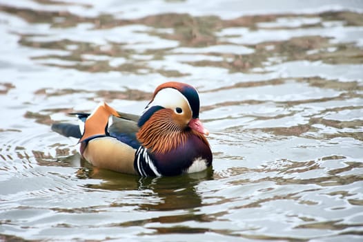 Mandarin duck swimming in a pond. High quality photo
