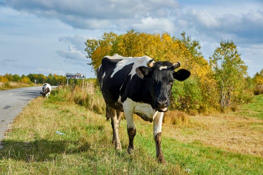 A cow grazing in a meadow during the day. High quality photo