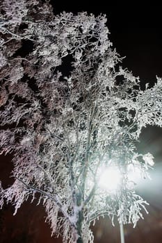 Snow-covered tree in winter under a lantern. High quality photo