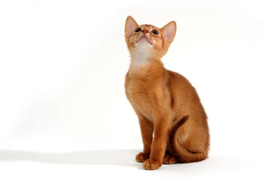 small kitten on white background . High quality photo