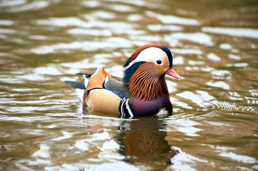 Mandarin duck swimming in a pond. High quality photo