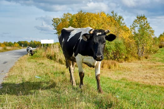 A cow grazing in a meadow during the day. High quality photo
