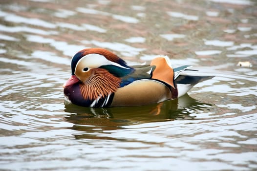 Mandarin duck swimming in a pond. High quality photo