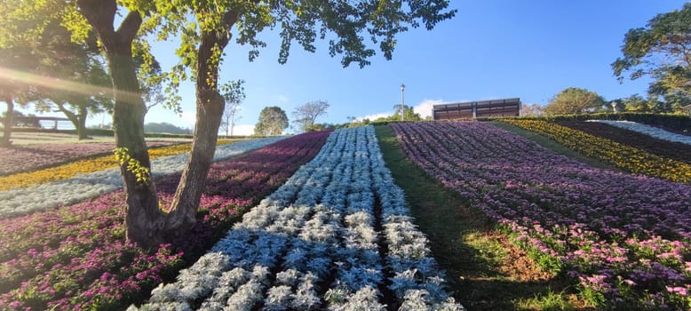 The San-Tseng-Chi Urban Park on a bright sunny day with colorful flower fields on the hillside under blue clear sky during Flower Festival, in Beitou District, Taipei City, Taiwan