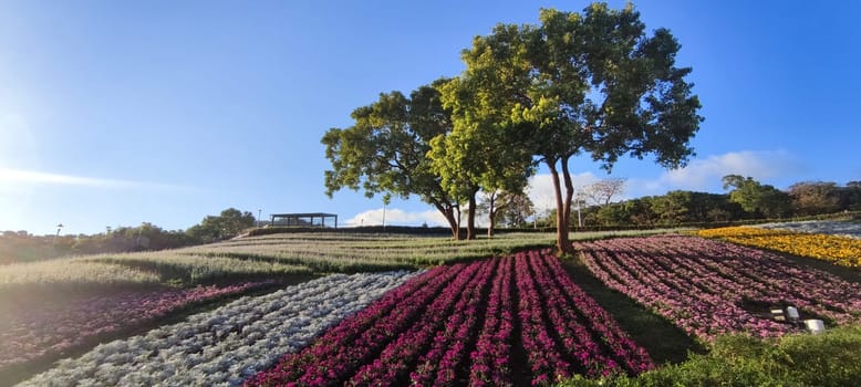 The San-Tseng-Chi Urban Park on a bright sunny day with colorful flower fields on the hillside under blue clear sky during Flower Festival, in Beitou District, Taipei City, Taiwan