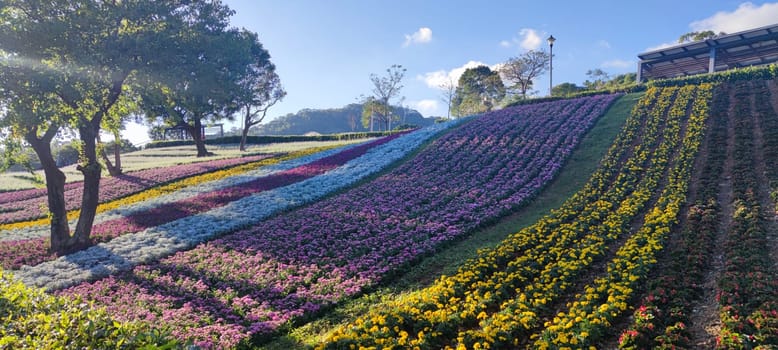 The San-Tseng-Chi Urban Park on a bright sunny day with colorful flower fields on the hillside under blue clear sky during Flower Festival, in Beitou District, Taipei City, Taiwan