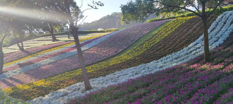 The San-Tseng-Chi Urban Park on a bright sunny day with colorful flower fields on the hillside under blue clear sky during Flower Festival, in Beitou District, Taipei City, Taiwan