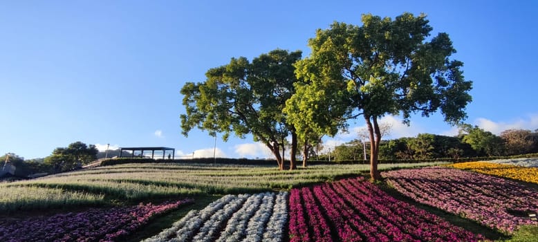 The San-Tseng-Chi Urban Park on a bright sunny day with colorful flower fields on the hillside under blue clear sky during Flower Festival, in Beitou District, Taipei City, Taiwan