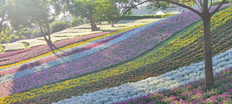 The San-Tseng-Chi Urban Park on a bright sunny day with colorful flower fields on the hillside under blue clear sky during Flower Festival, in Beitou District, Taipei City, Taiwan