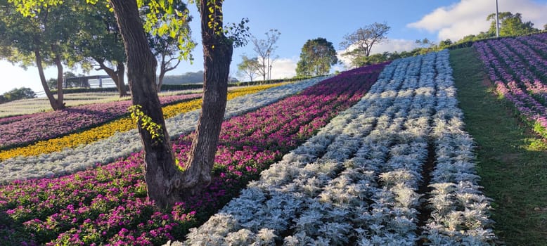 The San-Tseng-Chi Urban Park on a bright sunny day with colorful flower fields on the hillside under blue clear sky during Flower Festival, in Beitou District, Taipei City, Taiwan
