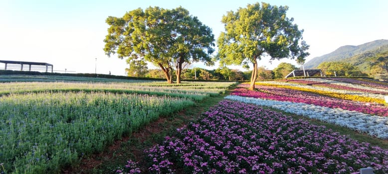 The San-Tseng-Chi Urban Park on a bright sunny day with colorful flower fields on the hillside under blue clear sky during Flower Festival, in Beitou District, Taipei City, Taiwan
