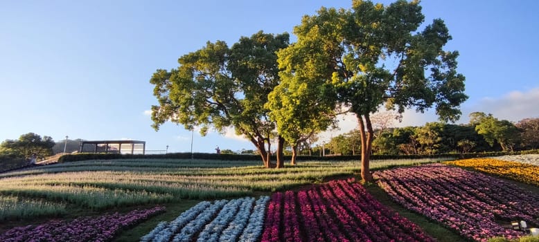The San-Tseng-Chi Urban Park on a bright sunny day with colorful flower fields on the hillside under blue clear sky during Flower Festival, in Beitou District, Taipei City, Taiwan