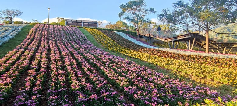 The San-Tseng-Chi Urban Park on a bright sunny day with colorful flower fields on the hillside under blue clear sky during Flower Festival, in Beitou District, Taipei City, Taiwan