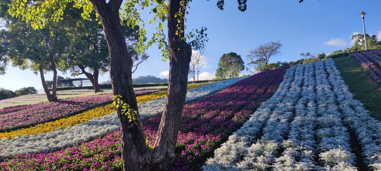 The San-Tseng-Chi Urban Park on a bright sunny day with colorful flower fields on the hillside under blue clear sky during Flower Festival, in Beitou District, Taipei City, Taiwan