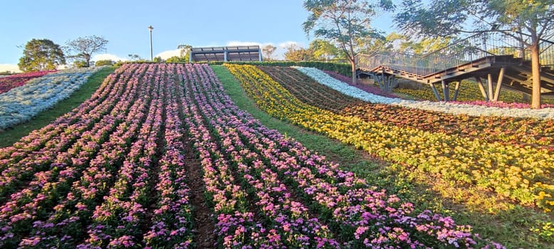 The San-Tseng-Chi Urban Park on a bright sunny day with colorful flower fields on the hillside under blue clear sky during Flower Festival, in Beitou District, Taipei City, Taiwan