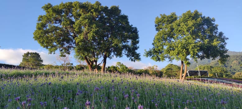 The San-Tseng-Chi Urban Park on a bright sunny day with colorful flower fields on the hillside under blue clear sky during Flower Festival, in Beitou District, Taipei City, Taiwan