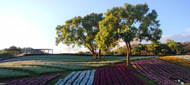 The San-Tseng-Chi Urban Park on a bright sunny day with colorful flower fields on the hillside under blue clear sky during Flower Festival, in Beitou District, Taipei City, Taiwan