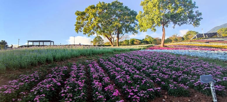 The San-Tseng-Chi Urban Park on a bright sunny day with colorful flower fields on the hillside under blue clear sky during Flower Festival, in Beitou District, Taipei City, Taiwan