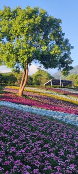 The San-Tseng-Chi Urban Park on a bright sunny day with colorful flower fields on the hillside under blue clear sky during Flower Festival, in Beitou District, Taipei City, Taiwan