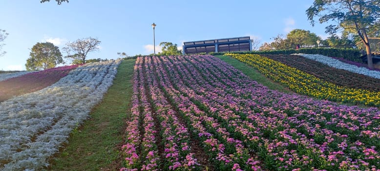 The San-Tseng-Chi Urban Park on a bright sunny day with colorful flower fields on the hillside under blue clear sky during Flower Festival, in Beitou District, Taipei City, Taiwan