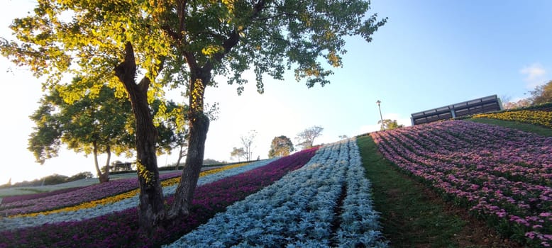 The San-Tseng-Chi Urban Park on a bright sunny day with colorful flower fields on the hillside under blue clear sky during Flower Festival, in Beitou District, Taipei City, Taiwan
