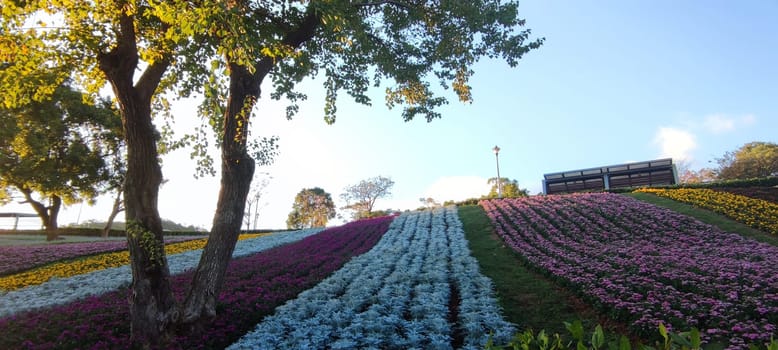 The San-Tseng-Chi Urban Park on a bright sunny day with colorful flower fields on the hillside under blue clear sky during Flower Festival, in Beitou District, Taipei City, Taiwan