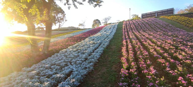 The San-Tseng-Chi Urban Park on a bright sunny day with colorful flower fields on the hillside under blue clear sky during Flower Festival, in Beitou District, Taipei City, Taiwan