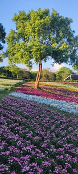 The San-Tseng-Chi Urban Park on a bright sunny day with colorful flower fields on the hillside under blue clear sky during Flower Festival, in Beitou District, Taipei City, Taiwan