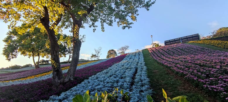 The San-Tseng-Chi Urban Park on a bright sunny day with colorful flower fields on the hillside under blue clear sky during Flower Festival, in Beitou District, Taipei City, Taiwan