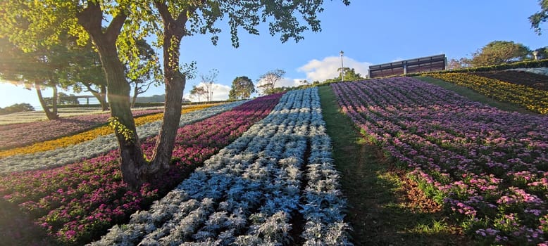 The San-Tseng-Chi Urban Park on a bright sunny day with colorful flower fields on the hillside under blue clear sky during Flower Festival, in Beitou District, Taipei City, Taiwan