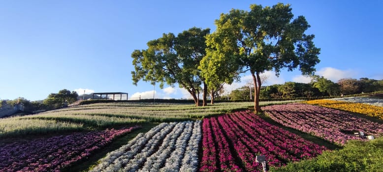 The San-Tseng-Chi Urban Park on a bright sunny day with colorful flower fields on the hillside under blue clear sky during Flower Festival, in Beitou District, Taipei City, Taiwan