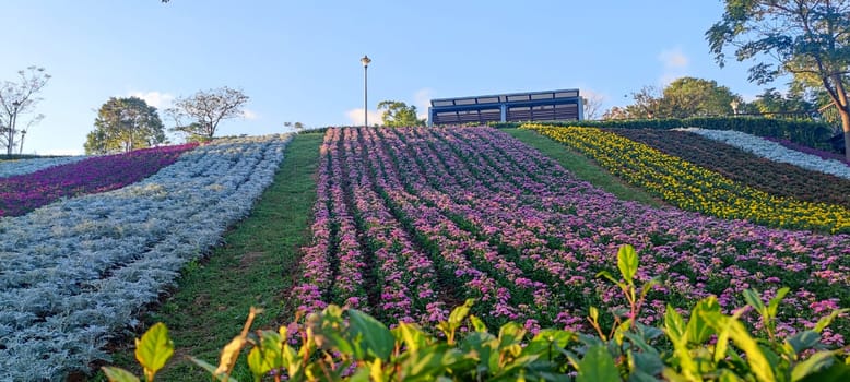 The San-Tseng-Chi Urban Park on a bright sunny day with colorful flower fields on the hillside under blue clear sky during Flower Festival, in Beitou District, Taipei City, Taiwan
