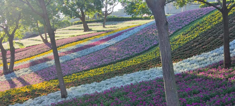 The San-Tseng-Chi Urban Park on a bright sunny day with colorful flower fields on the hillside under blue clear sky during Flower Festival, in Beitou District, Taipei City, Taiwan