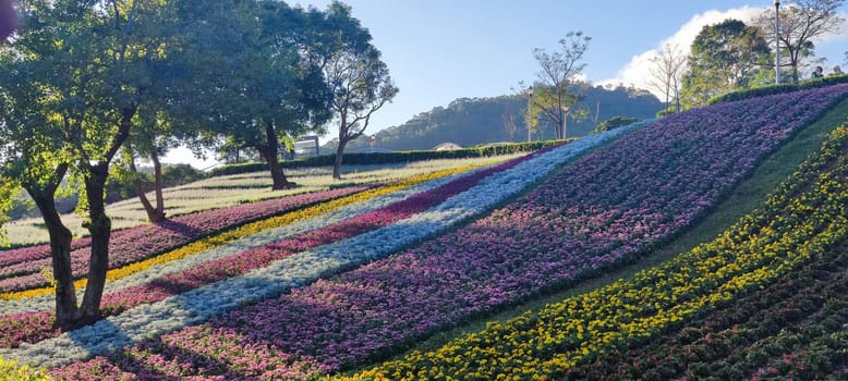 The San-Tseng-Chi Urban Park on a bright sunny day with colorful flower fields on the hillside under blue clear sky during Flower Festival, in Beitou District, Taipei City, Taiwan