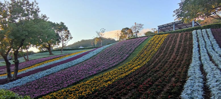 The San-Tseng-Chi Urban Park on a bright sunny day with colorful flower fields on the hillside under blue clear sky during Flower Festival, in Beitou District, Taipei City, Taiwan