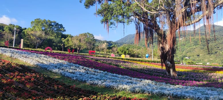 The San-Tseng-Chi Urban Park on a bright sunny day with colorful flower fields on the hillside under blue clear sky during Flower Festival, in Beitou District, Taipei City, Taiwan