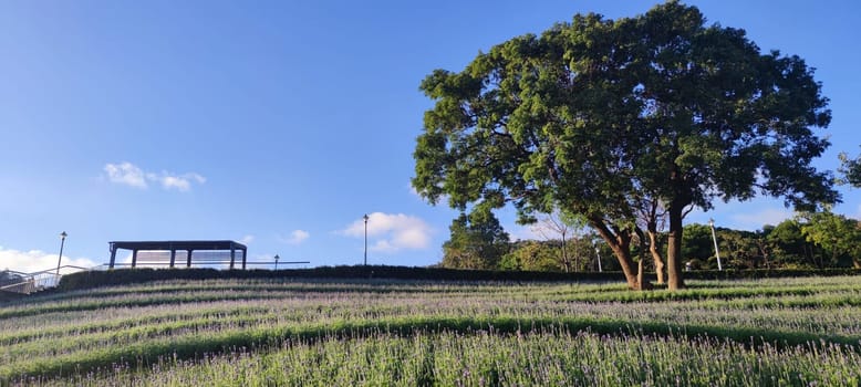 The San-Tseng-Chi Urban Park on a bright sunny day with colorful flower fields on the hillside under blue clear sky during Flower Festival, in Beitou District, Taipei City, Taiwan